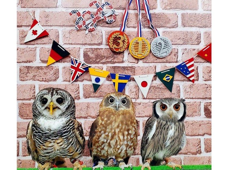 Introducing recommended owl cafes in Tokyo!