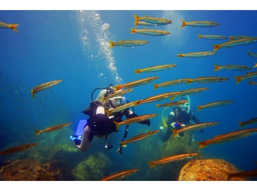 伊豆高原 讓我們見面的海葵魚 歡迎新手 經驗深潛 12 00課程 租賃相機免費 Activityjapan
