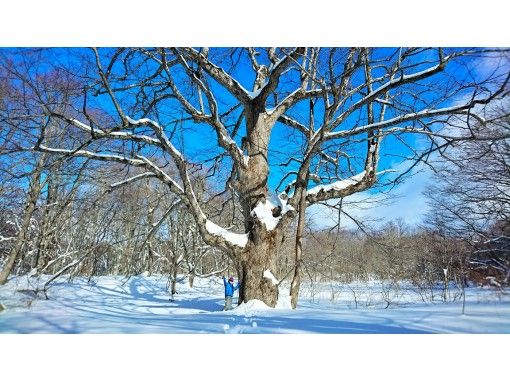 【福島・会津・裏磐梯】手ぶらでOK!! 粉雪と巨樹の森へ!ブナの原生林を行くスノーシュートレッキング 【福島・会津・裏磐梯】手ぶらでOK!! 粉雪と巨樹の森へ!ブナの原生林を行くスノーシュートレッキング