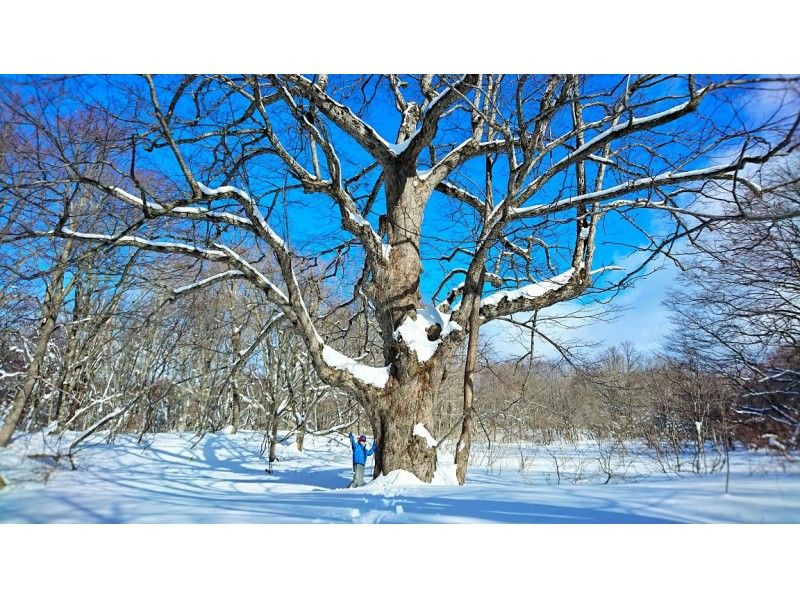 【福岛、会津、貔貅】空手而来！前往粉雪参天的森林！体验雪鞋徒步穿越原始山毛榉林！の紹介画像