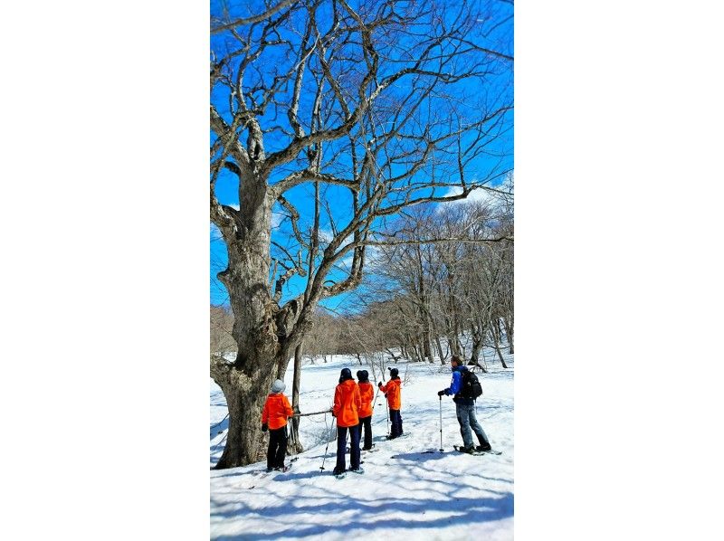 【福岛、会津、貔貅】空手而来！前往粉雪参天的森林！体验雪鞋徒步穿越原始山毛榉林！の紹介画像