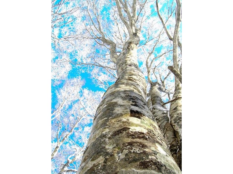 【福岛、会津、貔貅】空手而来！前往粉雪参天的森林！体验雪鞋徒步穿越原始山毛榉林！の紹介画像