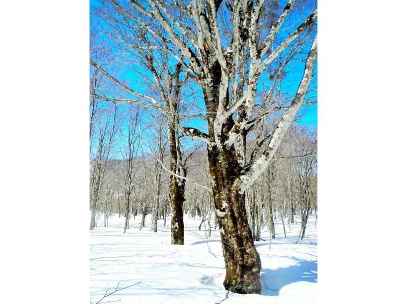 【福岛、会津、貔貅】空手而来！前往粉雪参天的森林！体验雪鞋徒步穿越原始山毛榉林！の紹介画像