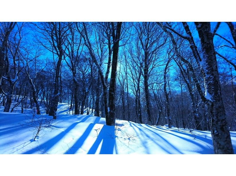 福島・会津・裏磐梯】粉雪と巨樹の森へ！ブナの原生林を行くスノーシュートレッキング | アクティビティジャパン