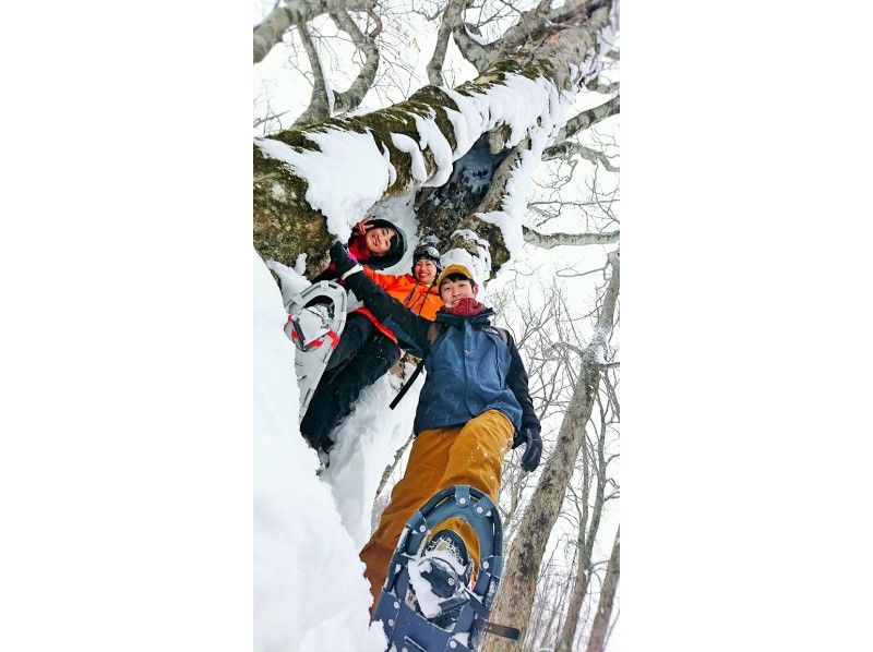 【福岛、会津、貔貅】空手而来！前往粉雪参天的森林！体验雪鞋徒步穿越原始山毛榉林！の紹介画像
