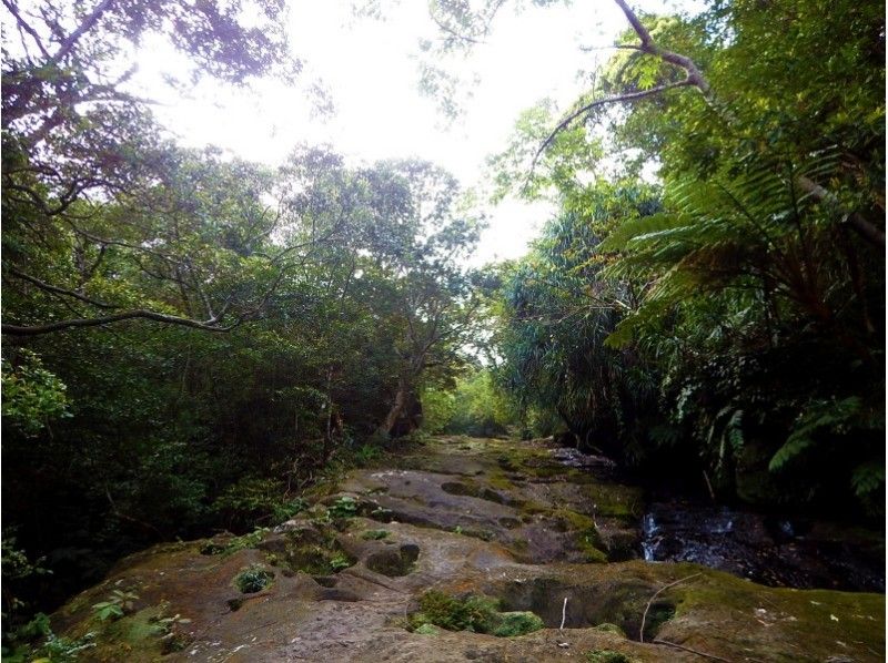 [โอกินาว่าอิชิงากิ] Unexplored Yutsun Sandan Falls & Maya Rock Waterfall Trekking (มีคูปองในท้องถิ่น)の紹介画像