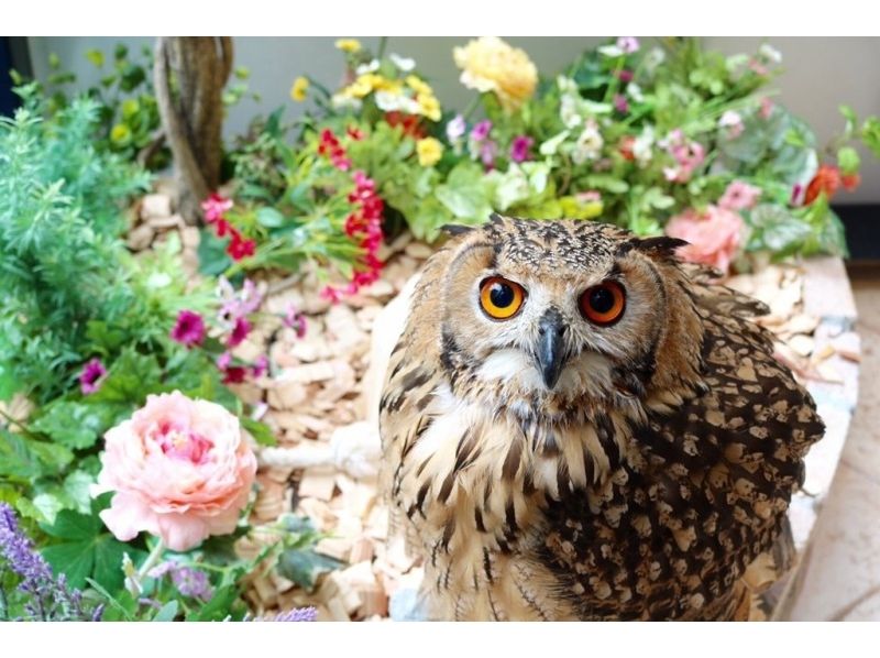 東京・原宿「フクロウのお庭・原宿店」　動物カフェ