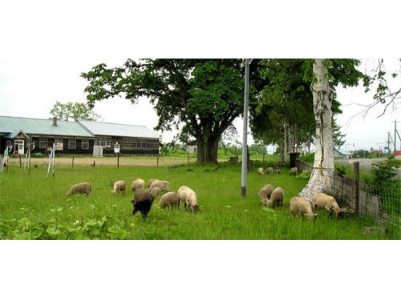 【北海道・ニセコ】羊蹄山のふもとでのんびり羊毛手紡ぎ体験プランの紹介画像