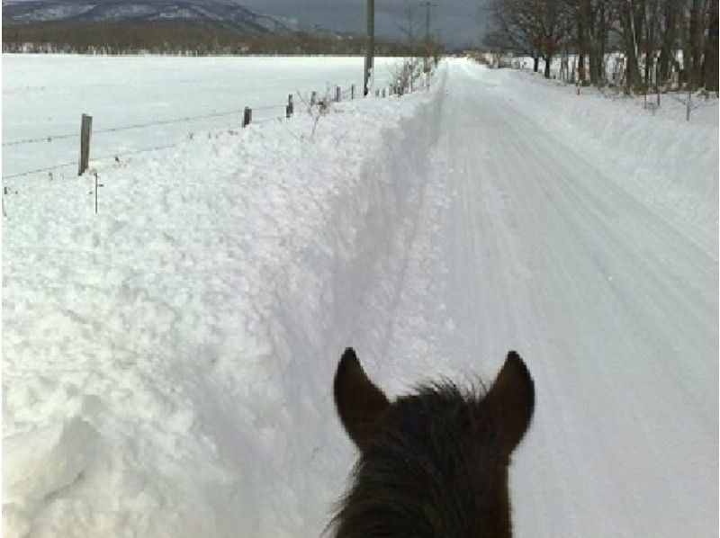 [Hokkaido ・ Noboribetsu】 Horse trekking Pull horse course (20 minutes)の紹介画像