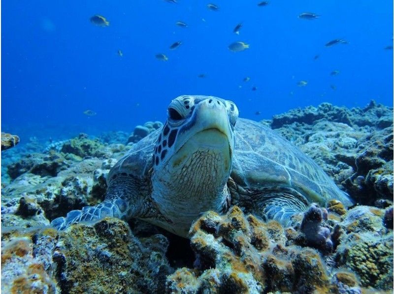 【那覇発・半日・慶良間諸島】海ガメに逢える!?カメラレンタル無料！初心者でも安心の体験ダイビング（国立指定公園コース）の紹介画像