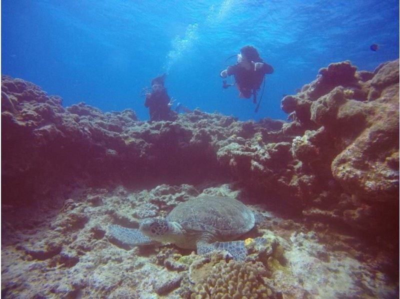 Google口コミ数第1位！【那覇発・半日・慶良間諸島】海ガメに逢える!?カメラレンタル付！沖縄屈指の透明度！初心者向け！安心体験ダイビングの紹介画像