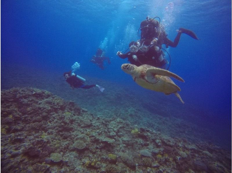 Google口コミ数第1位！【那覇発・半日・慶良間諸島】海ガメに逢える!?カメラレンタル付！沖縄屈指の透明度！初心者向け！安心体験ダイビングの紹介画像