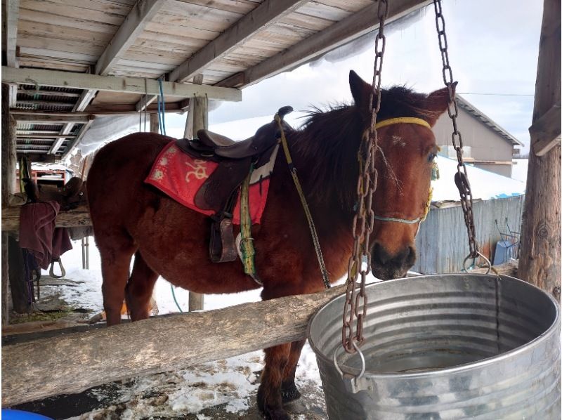 【北海道・登別】ホーストレッキング＜冬季ショートコース約30分＞の紹介画像