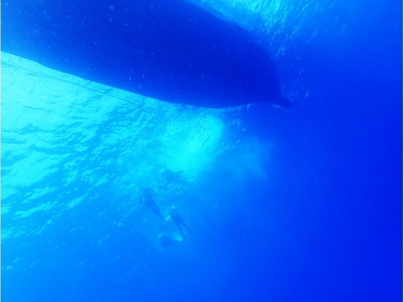 【이즈쇼토・하치죠지마】 바다 거북을 만날 수있는 섬 하치죠지마에서 체험다이빙를 즐기자! 득템평일플랜​ ​の紹介画像