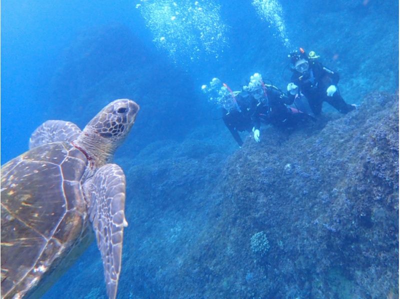 八丈島レグルスダイビングの最新写真