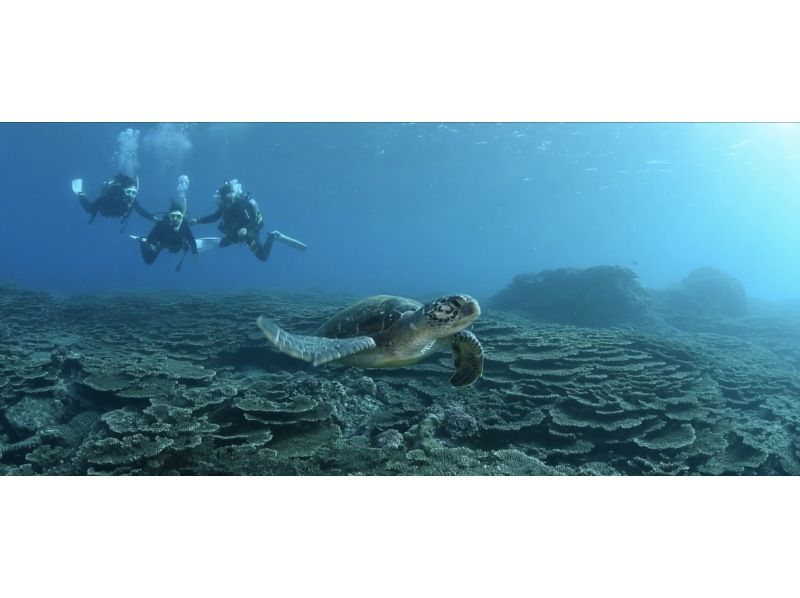 7月至9月的暑期计划！ [东京/八丈岛]尝试用GoPro拍摄！与绿海龟一起游泳的“体验潜水”の紹介画像