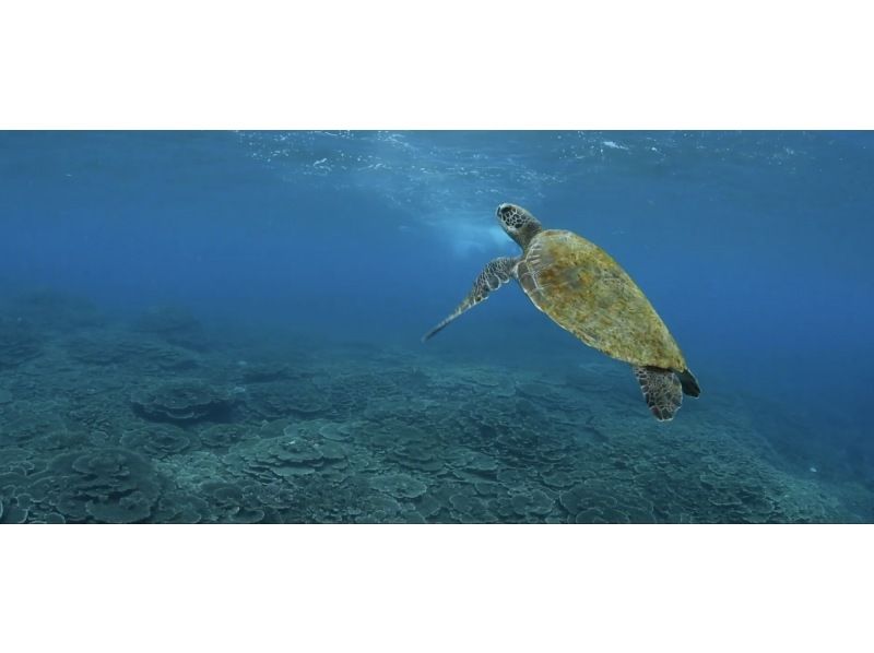 7月至9月的暑期計劃！ [東京/八丈島]嘗試用GoPro拍攝！與綠海龜一起游泳的“體驗潛水”の紹介画像