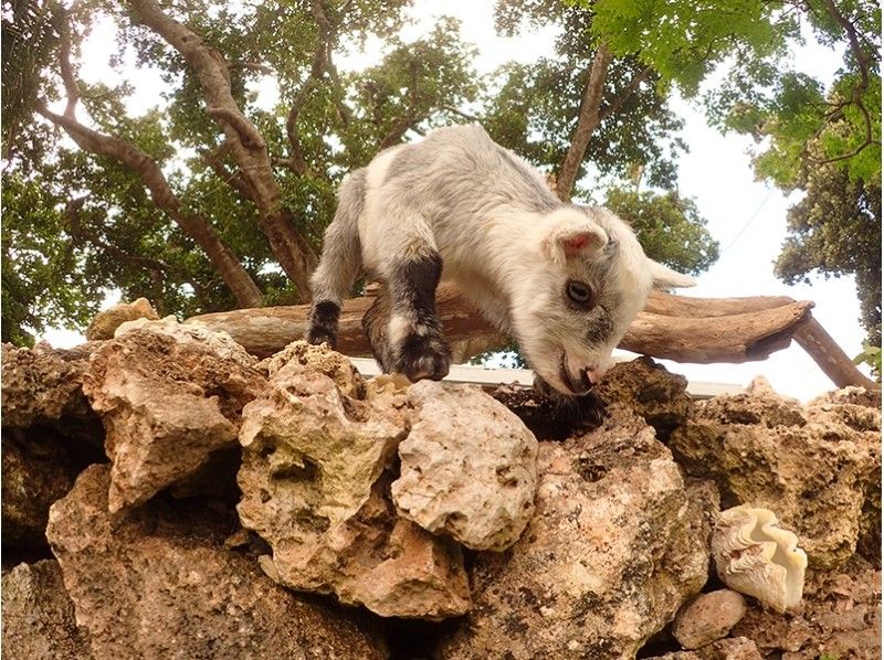 Okinawa Panari Island (Aragusuku Island) Little goat