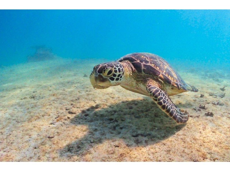[沖縄-宮古島]我們最受歡迎！數碼相機租賃免費！完整的私人海灘體驗深潛の紹介画像