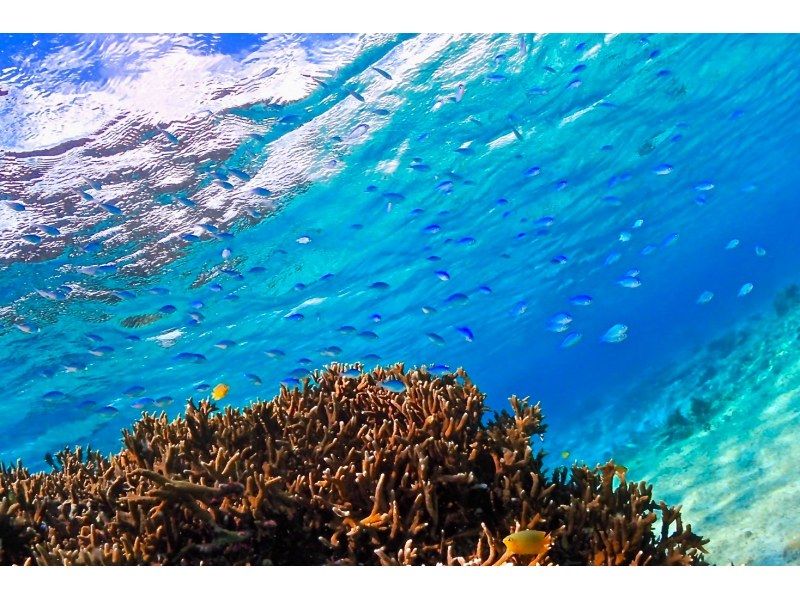 [Okinawa ・ Miyakojima] Complete charter! The beach Snorkeling digital camera Rental free!の紹介画像