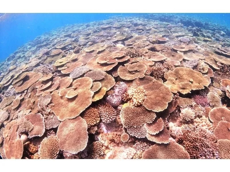 แผนสงวนไว้อย่างสมบูรณ์ [ใกล้ Churaumi] ทุกคนสามารถเข้าร่วมได้ทุกวัย!・ดำน้ำตื้นชายหาด [ถ่ายรูป, ประสบการณ์ให้อาหาร, รวมผ้าเช็ดตัว] สำนักงานใหญ่, ภาคเหนือ, นาโงะ  の紹介画像