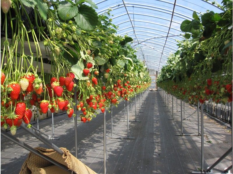 Strawberry picking image Hinokuchien