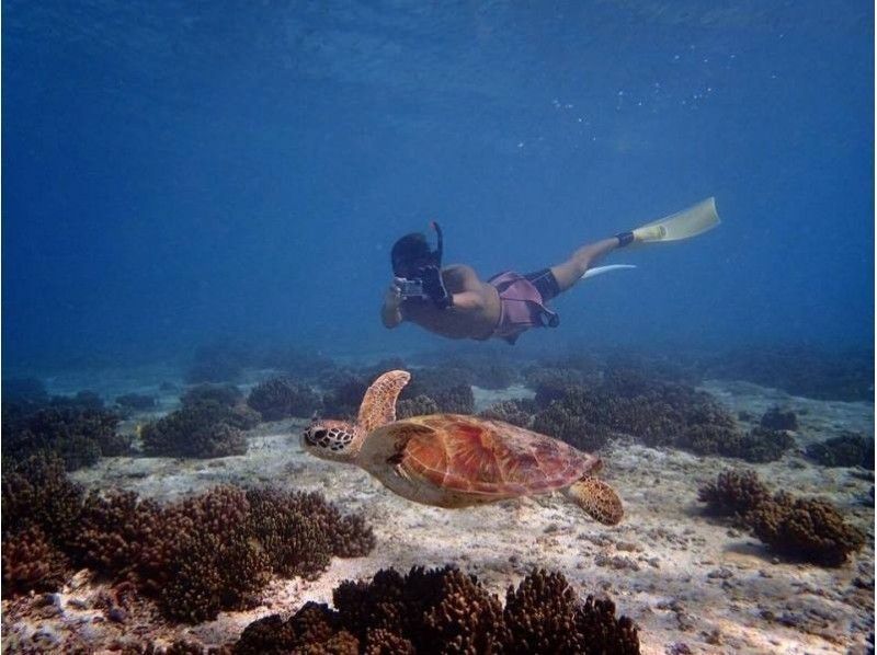 오키나와 미야코지마 바다 거북