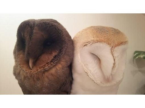 動物カフェの予約 日本旅行 オプショナルツアー アクティビティ 遊びの体験予約 動物カフェの予約 日本旅行 オプショナルツアー アクティビティ 遊びの体験予約