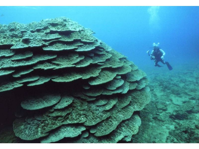 [沖縄·名護]（大興奮150米拖傘+玻璃船日本最大的繩紋藍珊瑚之旅）の紹介画像