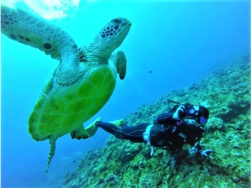 Spring sale underway [Ishigaki Island, Okinawa] Underwater view ☆ Experience 2 diving ``Manta rays and sea turtles'' Lunch included★Equipment included! MTの紹介画像