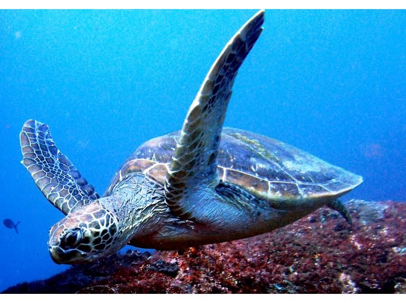Spring sale underway [Okinawa/Ishigaki Island] ☆ 2 popular snorkel spots ☆ Manta sea turtle equipment free! M.S.の紹介画像