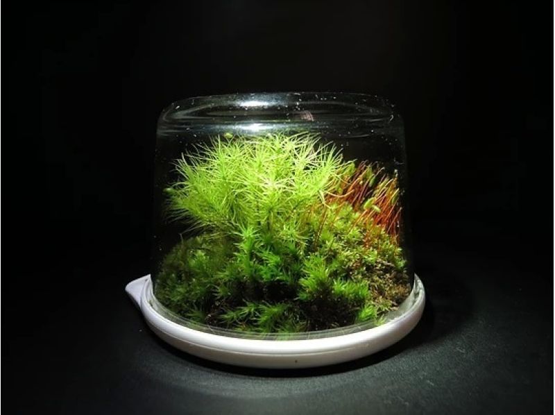 [Nara/Yoshino] Moss Walking in Manyo-no-michi ~ Relaxing moss observation and terrarium making in Kawakami Village ~の紹介画像