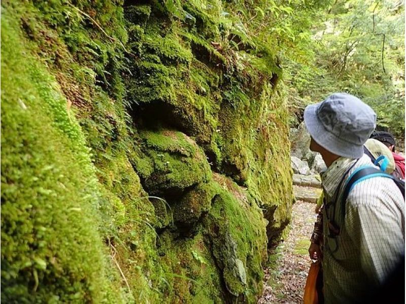 【奈良・吉野】苔歩き(こけあるき) in 最奥の古道 ～緑いっぱいの原生林で癒しの休日～の紹介画像