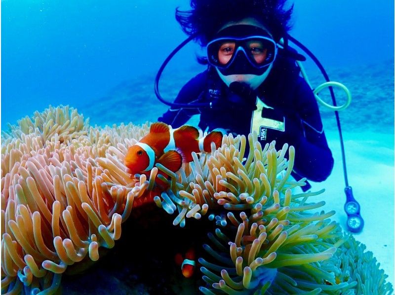 [Okinawa / Impression / Experience diving]  feeding coral reefs and fish ★photos & videos★
