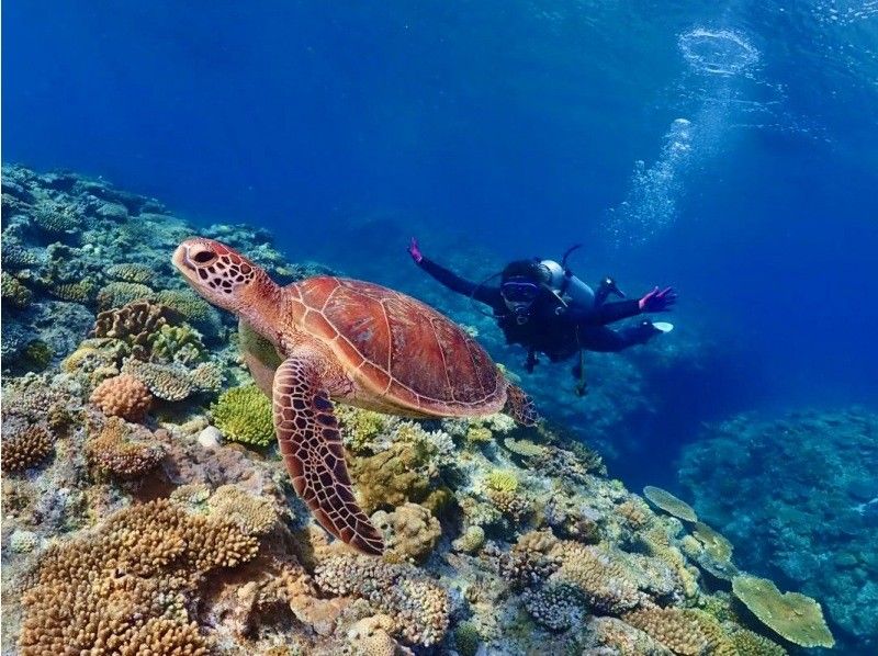 【沖縄・北谷・サンゴ礁・体験ダイビング】サンゴ礁と熱帯魚の餌付け満喫！ガイド貸切！GoPro写真＆動画無料！口コミ＆写真満足度Ｎo1の紹介画像