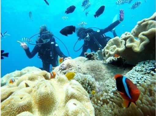 沖縄 感動ファンダイビング サンゴ礁と熱帯魚の餌付け満喫 写真 動画無料 機材レンタル無料 沖縄人ガイド トラベルコ