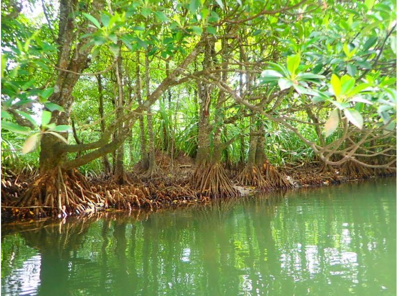 Okinawa Kayaking Recommended Ranking Iriomote Island Mangrove Brackish water Unique ecology with roots in the water and trunks growing out of the water Jungle Green tunnel