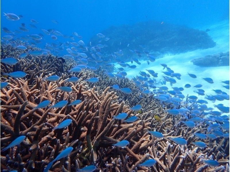 【沖縄・石垣発、竹富発】幻の島上陸＆熱帯魚シュノーケリング+マンタチャレンジコース（5~6時間）の紹介画像