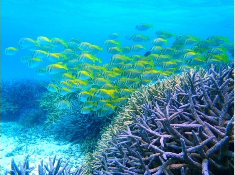 【沖縄・石垣発、竹富発】幻の島上陸＆熱帯魚シュノーケリング+マンタチャレンジコース（5~6時間）の紹介画像