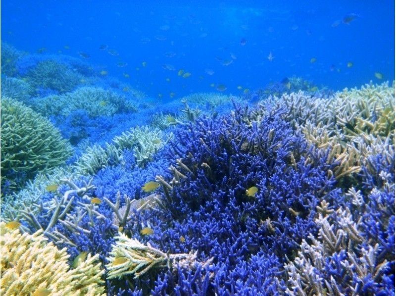 【沖縄・石垣発、竹富発】幻の島上陸＆熱帯魚シュノーケリング+マンタチャレンジコース（5~6時間）の紹介画像