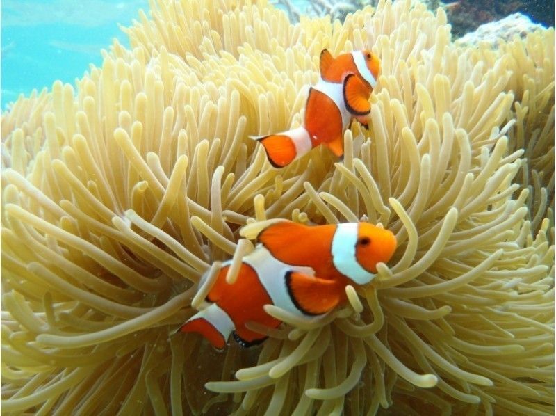 【沖縄・石垣発、竹富発】幻の島上陸＆熱帯魚シュノーケリング+マンタチャレンジコース（5~6時間）の紹介画像