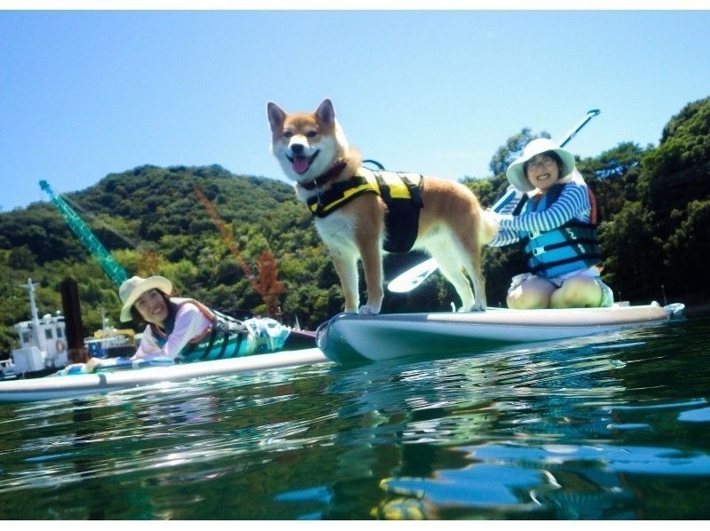 淡路島のじゃのひれSUPでペットとSUP（サップ）を楽しむ様子