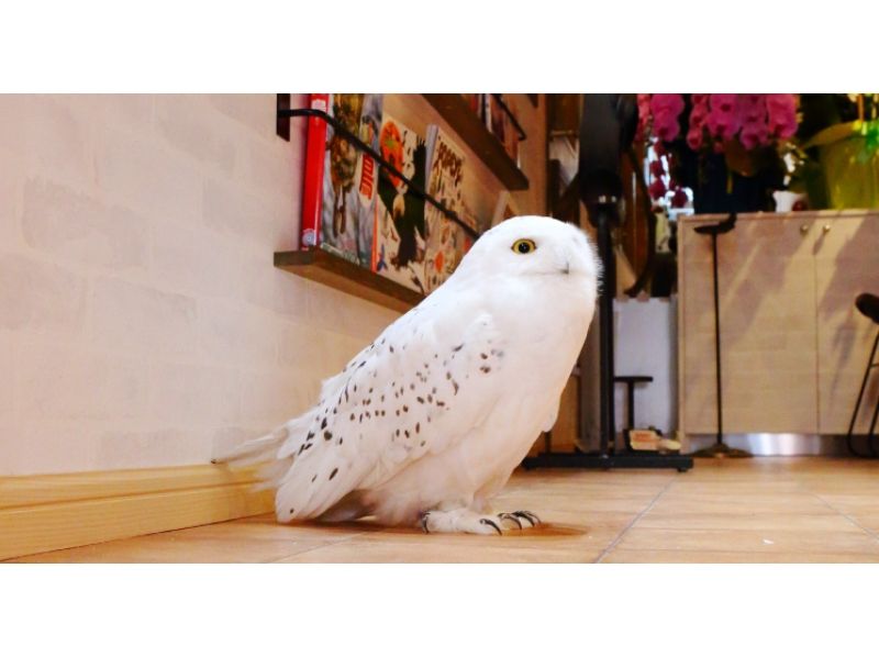 【東京・六本木】絵本の世界にフクロウが飛ぶ！「鳥カフェ」まずはお試し30分！（1ドリンク付き）の紹介画像