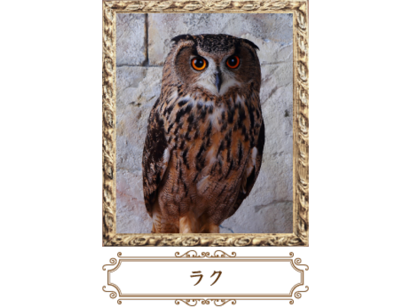 [Tokyo owl flies in the world of Roppongi] picture book! "Bird Cafe" First 30 minutes trial! (With 1 drink)の紹介画像
