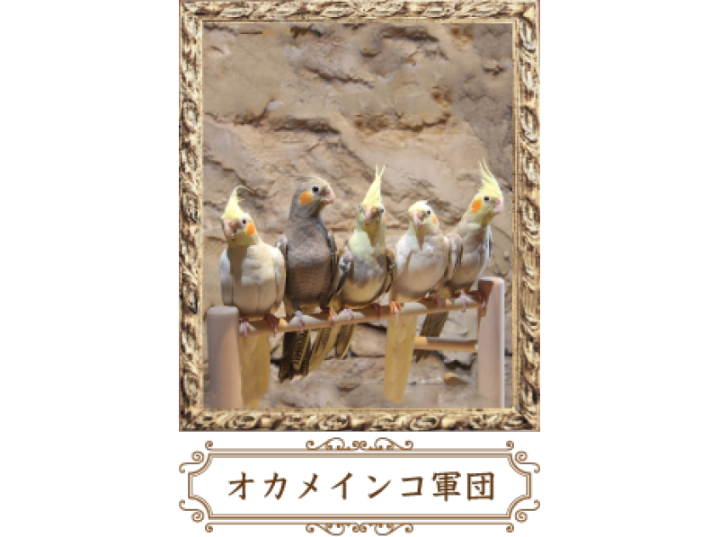 【東京・六本木】絵本の世界にフクロウが飛ぶ！「鳥カフェ」満喫60分（1ドリンク付き）の紹介画像