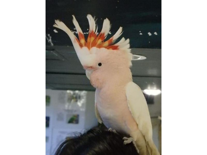 【東京・浅草】「鳥のいるカフェ浅草」で１００羽以上の鳥さんがお出迎え！（６０分コース）の紹介画像