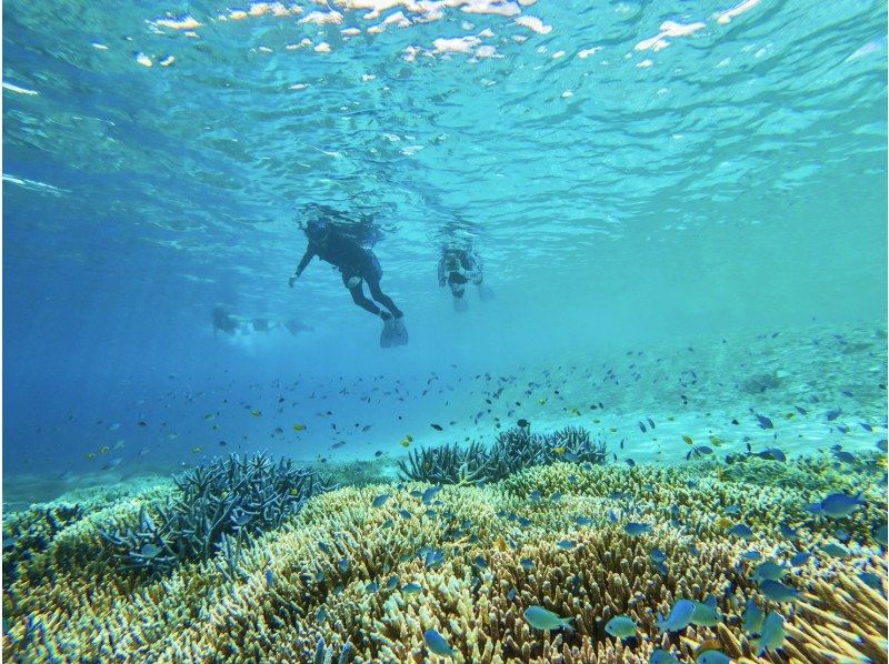 [西表島/1天]水下探險與自然巡遊！熱帶浮潛和紅樹林SUP/獨木舟[免費照片]の紹介画像