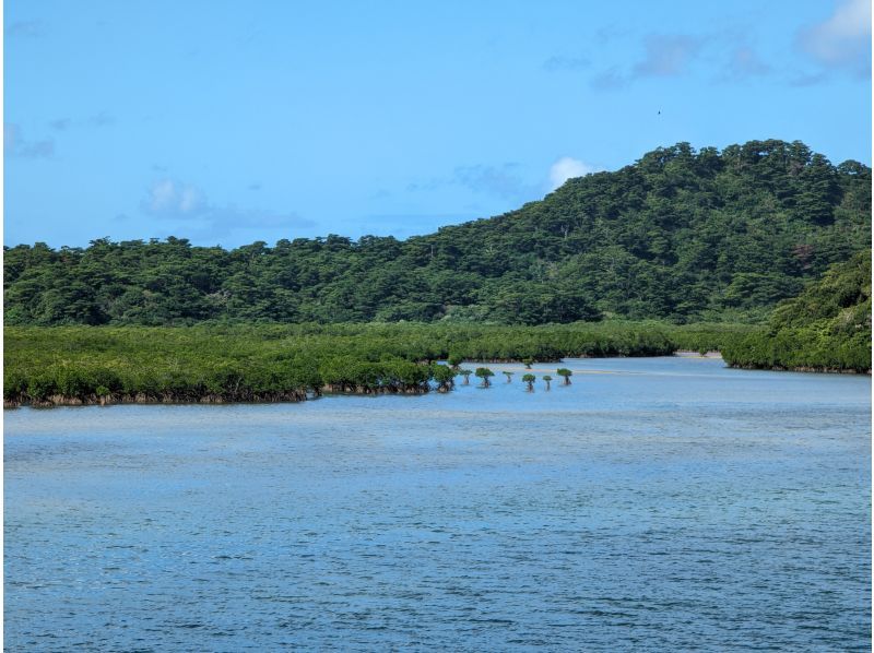 SALE! [Iriomote Island/1 day] Underwater adventure & nature cruise! Tropical snorkeling & mangrove SUP/canoe [free photos]の紹介画像