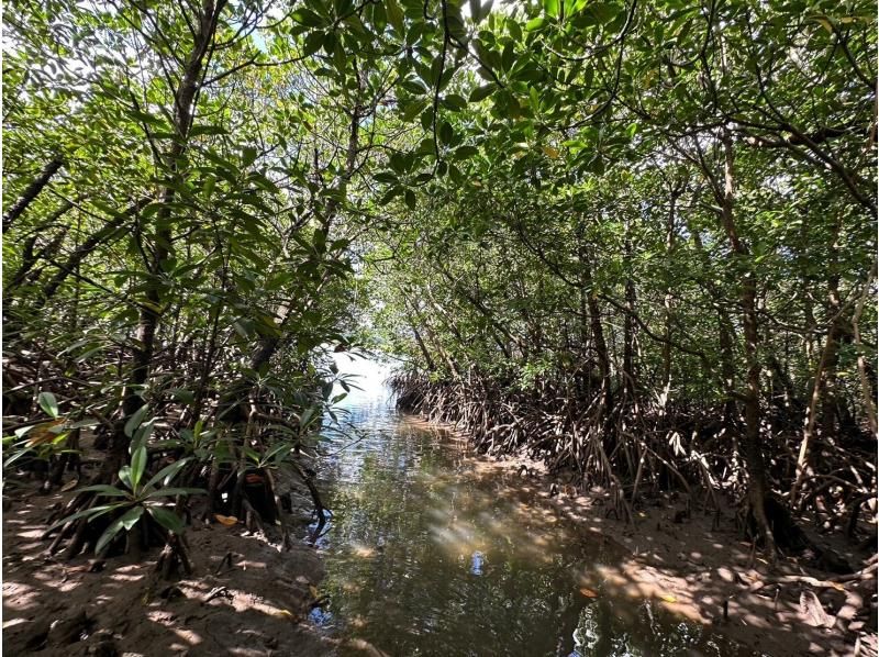 [Iriomote Island/1 day] Underwater adventure & nature cruise! Tropical snorkeling & mangrove SUP/canoe [free photos]の紹介画像