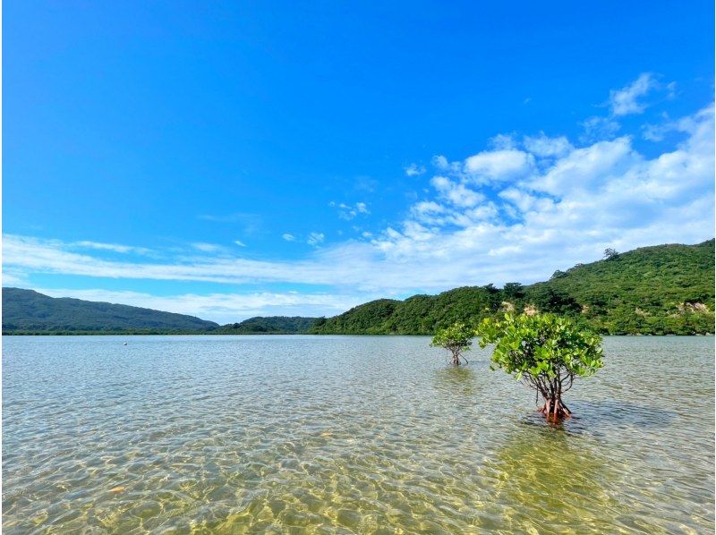 [西表島/1天]水下探險與自然巡遊！熱帶浮潛和紅樹林SUP/獨木舟[免費照片]の紹介画像